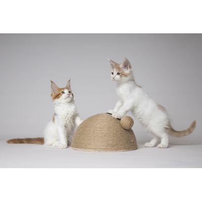 Jeu a Griffer pour Chat 14 x 26 cm Coupole en Jute avec Balle Sonore
