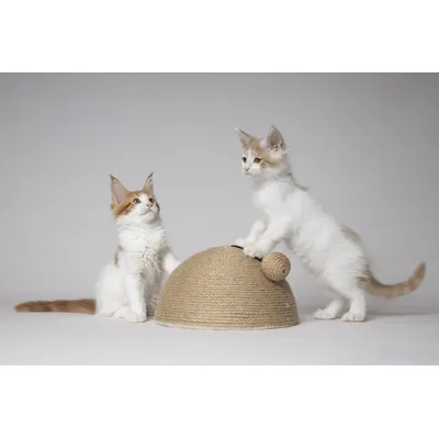 Jeu a Griffer pour Chat 14 x 26 cm Coupole en Jute avec Balle Sonore