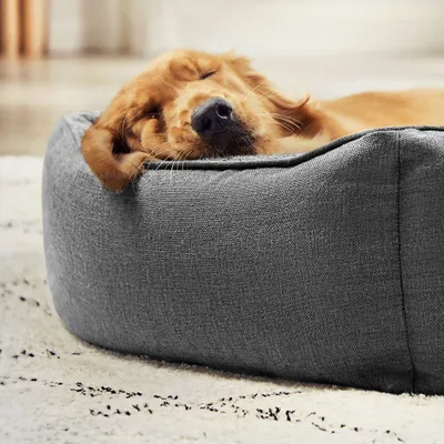 Feandrea Panier pour Chiens, Lit pour Animaux, Canapé,  100 x 75 x 25 cm