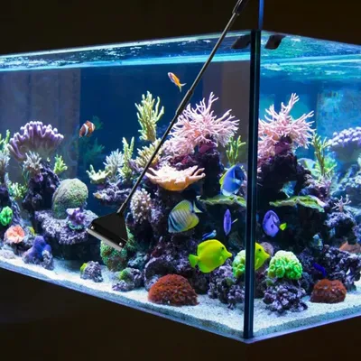 PetTribes Nettoyeur pour Aquarium - Poignée 62cm