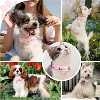 PetTribes Collier pour chat et chien en strass en forme de cœur