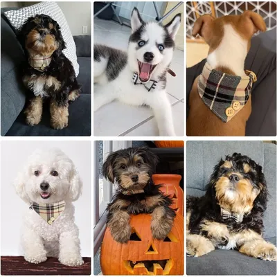 PetTribes Ensemble collier pour chien, bandana triangulaire et laisse