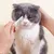 PetTribes Peigne pour chat à pointes arrondies PetTribes Peigne pour chat à pointes arrondies