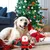PetTribes Jouet de Noël : Peluche et corde grinceuse pour chien