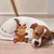 PetTribes Jouets de décoration de Noël - Élan de Noël PetTribes Jouets de décoration de Noël - Élan de Noël