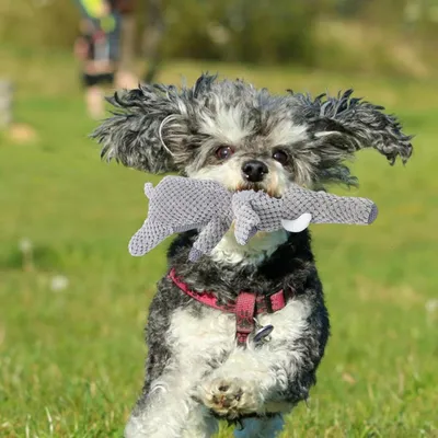 PetTribes Jouet pour chien qui couine - Éléphant