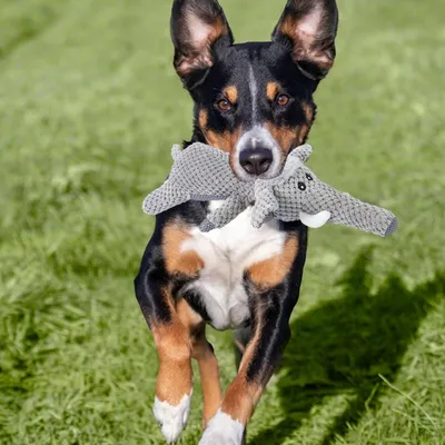 PetTribes Jouet pour chien qui couine - Éléphant