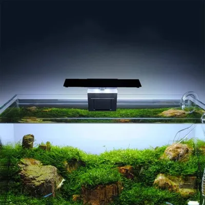 PetTribes Éclairage LED à pince pour aquarium planté - Économe