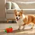 PetTribes Distributeur de Friandises en Forme de Fraise