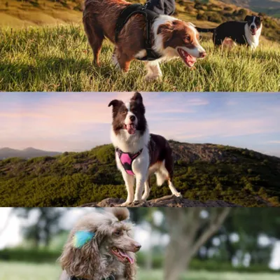 PetTribes Harnais-Laisse Réfléchissant pour GrandA Chien M