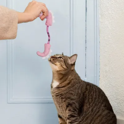 PetTribes Anti-ennui pour chat d'intérieur