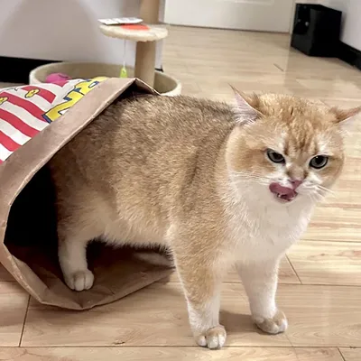 PetTribes Jouet interactif pour chat avec cachette à friandises