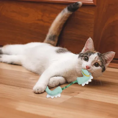 PetTribes Anti-ennui pour chat d'intérieur