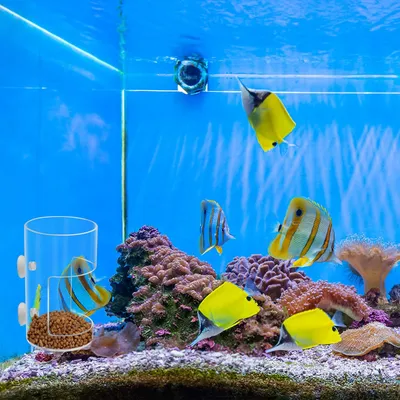 PetTribes Plateau d'Alimentation avec Ventouse pour Aquariums