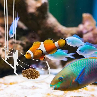 PetTribes Plateau de Nourriture Transparent pour Aquarium & Crevettes S