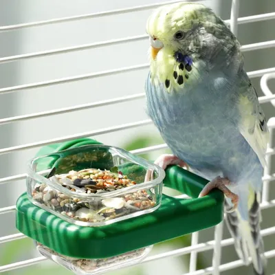 PetTribes Lot de 2 Mangeoires Sûres pour Perruches - Eau et Nourriture