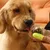 PetTribes Brosse à Dents Souple pour Chien et Chat - Soin Dentaire 2pcs