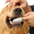 PetTribes Brosse à Dents Souple pour Chien et Chat - Soin Dentaire 2pcs