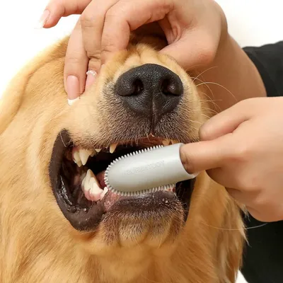 PetTribes Brosse à Dents Souple pour Chien et Chat - Soin Dentaire 2pcs