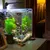 PetTribes Thermomètre Digital Aquarium/Terrarium PetTribes Thermomètre Digital Aquarium/Terrarium