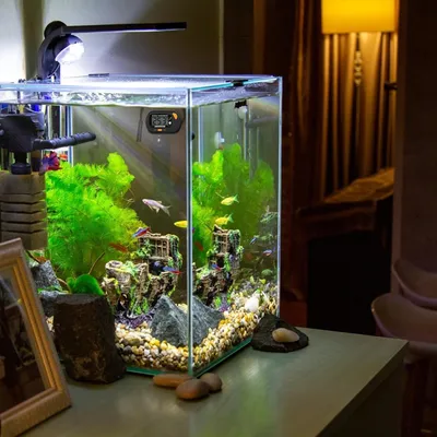 PetTribes Thermomètre Digital Aquarium/Terrarium PetTribes Thermomètre Digital Aquarium/Terrarium