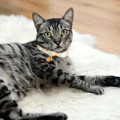 PetTribes Collier chaton - Fleur avec clochette - Réglable et sécuritaire