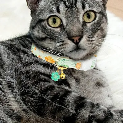 PetTribes Collier chaton - Fleur avec clochette - Réglable et sécuritaire