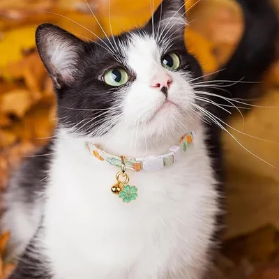 PetTribes Collier chaton - Fleur avec clochette - Réglable et sécuritaire