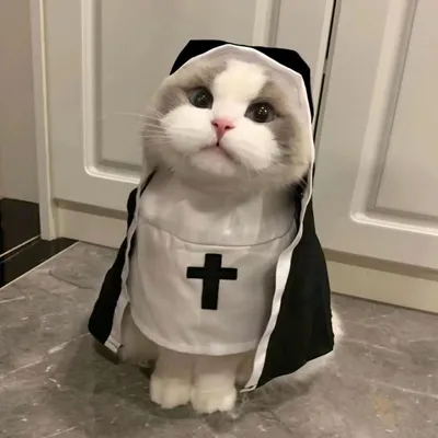 PetTribes Habit de Sœur pour Chat - Costume Amusant PetTribes Habit de Sœur pour Chat - Costume Amusant