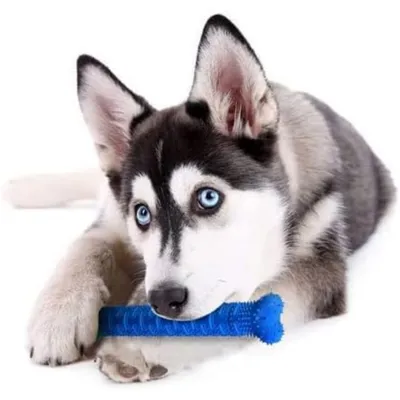 PetTribes Hygiène dentaire ludique pour chien avec ce jouet TPR