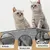 PetTribes Protégez vos murs - Tapis griffoir autocollant PetTribes Protégez vos murs - Tapis griffoir autocollant