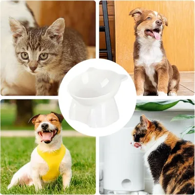 PetTribes Bol incliné pour chat et petit chien.