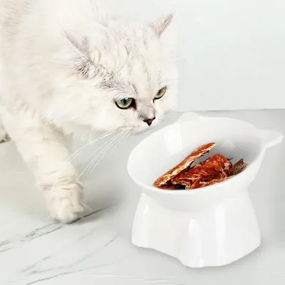 PetTribes Bol incliné pour chat et petit chien.