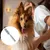 PetTribes Peigne double face pour chien - Lame incluse - Démêlage pro