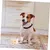 PetTribes Bandage Auto-Adhésif pour Chats et Chiens - Confort Optimal 4pcs PetTribes Bandage Auto-Adhésif pour Chats et Chiens - Confort Optimal 4pcs