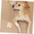 PetTribes Bandage Auto-Adhésif pour Chats et Chiens - Confort Optimal 4pcs PetTribes Bandage Auto-Adhésif pour Chats et Chiens - Confort Optimal 4pcs