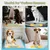 PetTribes Alèses absorbants anti-fuites 60x60 - 40 pcs