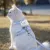 PetTribes Laisse réglable pour chat - 1.2m, bleu PetTribes Laisse réglable pour chat - 1.2m, bleu
