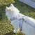 PetTribes Laisse réglable pour chat - 1.2m, bleu PetTribes Laisse réglable pour chat - 1.2m, bleu