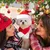 PetTribes Bonnets et écharpes de Noël, parfaits pour les chats. PetTribes Bonnets et écharpes de Noël, parfaits pour les chats.