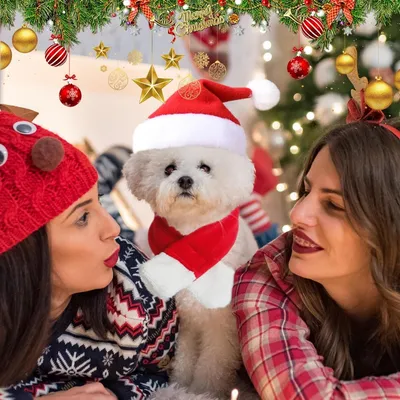 PetTribes Bonnets et écharpes de Noël, parfaits pour les chats. PetTribes Bonnets et écharpes de Noël, parfaits pour les chats.