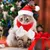PetTribes Bonnets et écharpes de Noël, parfaits pour les chats. PetTribes Bonnets et écharpes de Noël, parfaits pour les chats.