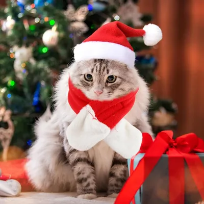 PetTribes Bonnets et écharpes de Noël, parfaits pour les chats. PetTribes Bonnets et écharpes de Noël, parfaits pour les chats.