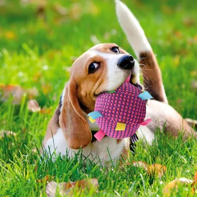 PetTribes Jouet interactif : Balle grinceuse pour chien