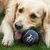 PetTribes Jouet pour Chien - 3 Balles de Tennis Taille M
