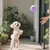 PetTribes Jouet Intelligent Lumineux pour Chien - USB, Anti-Stress