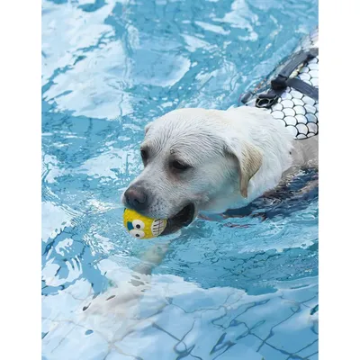 PetTribes Ballons Squeaky Souples et Rebondissants