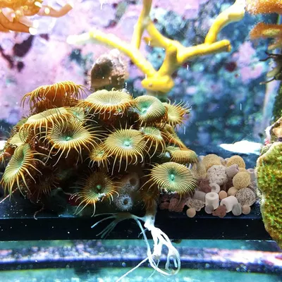 PetTribes Médias Filtre Aquarium 15 en 1 - 500g