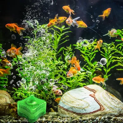 PetTribes Filtration Éponge Multifonction pour Nano Aquarium