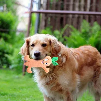 PetTribes Jouet Résistant pour Jeu Interactif